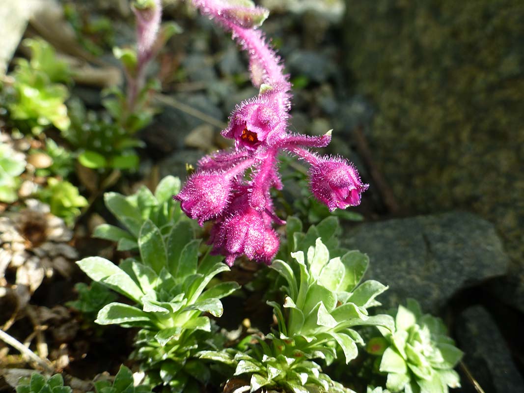 Saxifraga federici-augusti ssp grisebachii 'Wisley' 